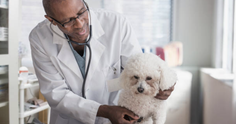 becoming-veterinarian