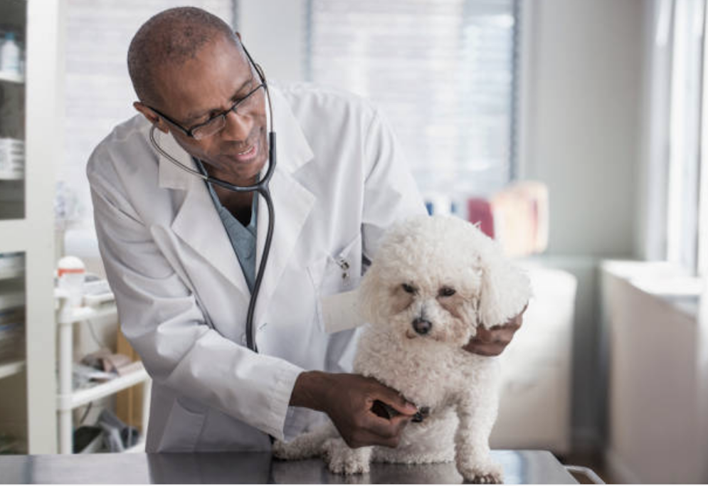 becoming-veterinarian